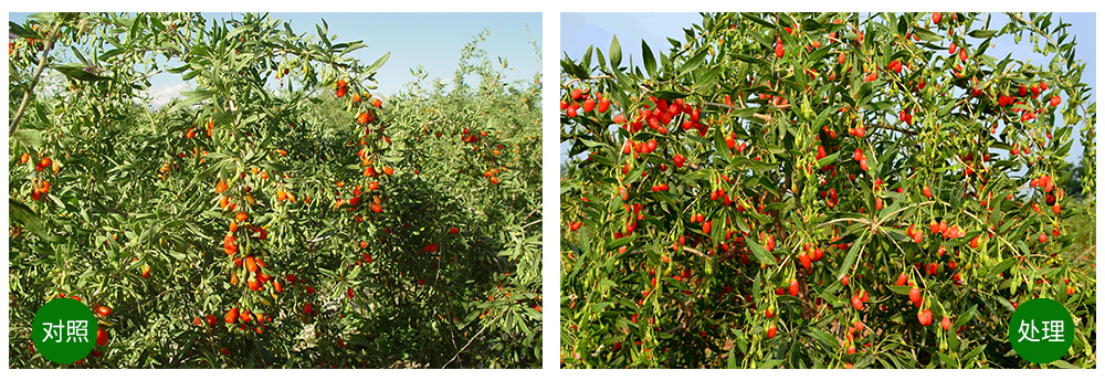 agׯ���������+���׼�+��ֲ�ᡱ�ù���������