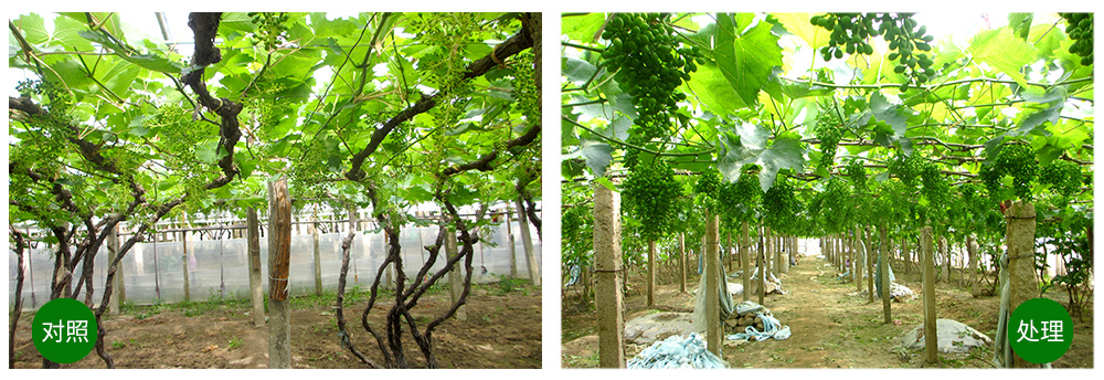 agׯ���������+���׼�+��ֲ�ᡱ�ù���������